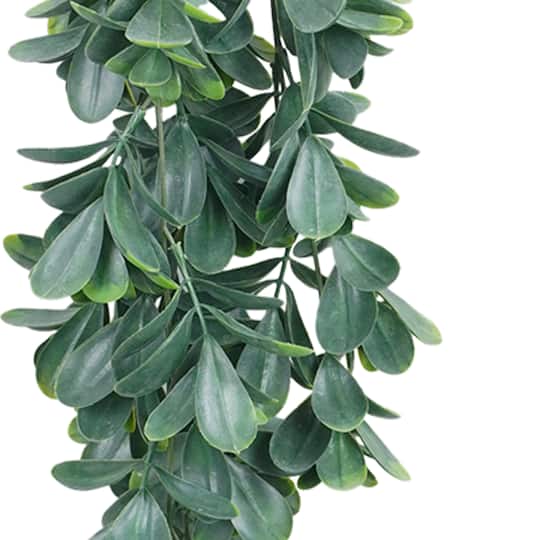 4 Pack: 30" Trailing Jade Bush by Ashland®